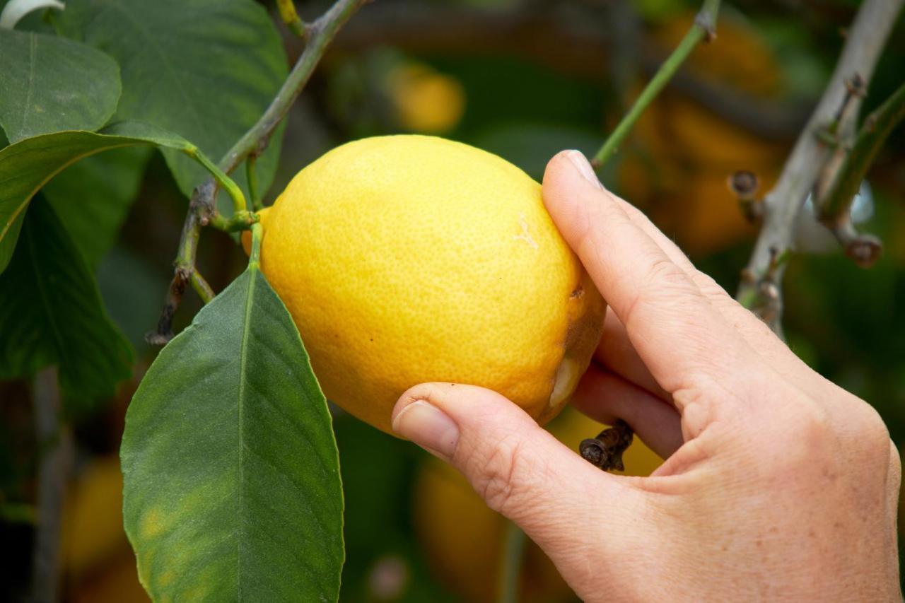 El Molino 埃斯特波纳 外观 照片